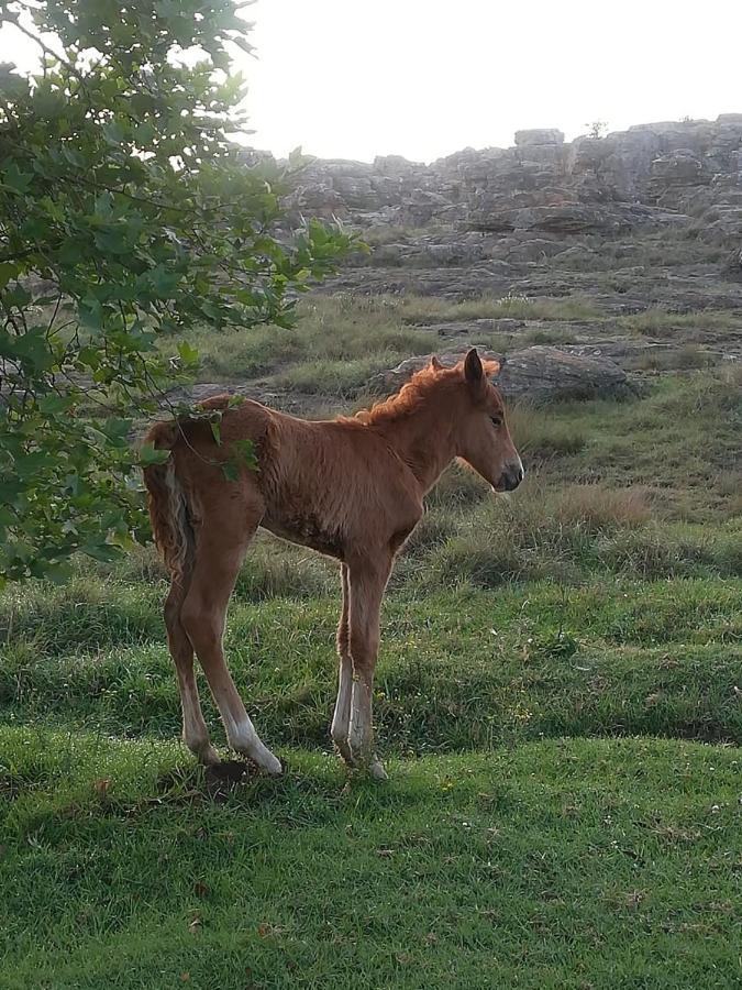 Kaapsehoop Kattekwaad Accommodation מראה חיצוני תמונה